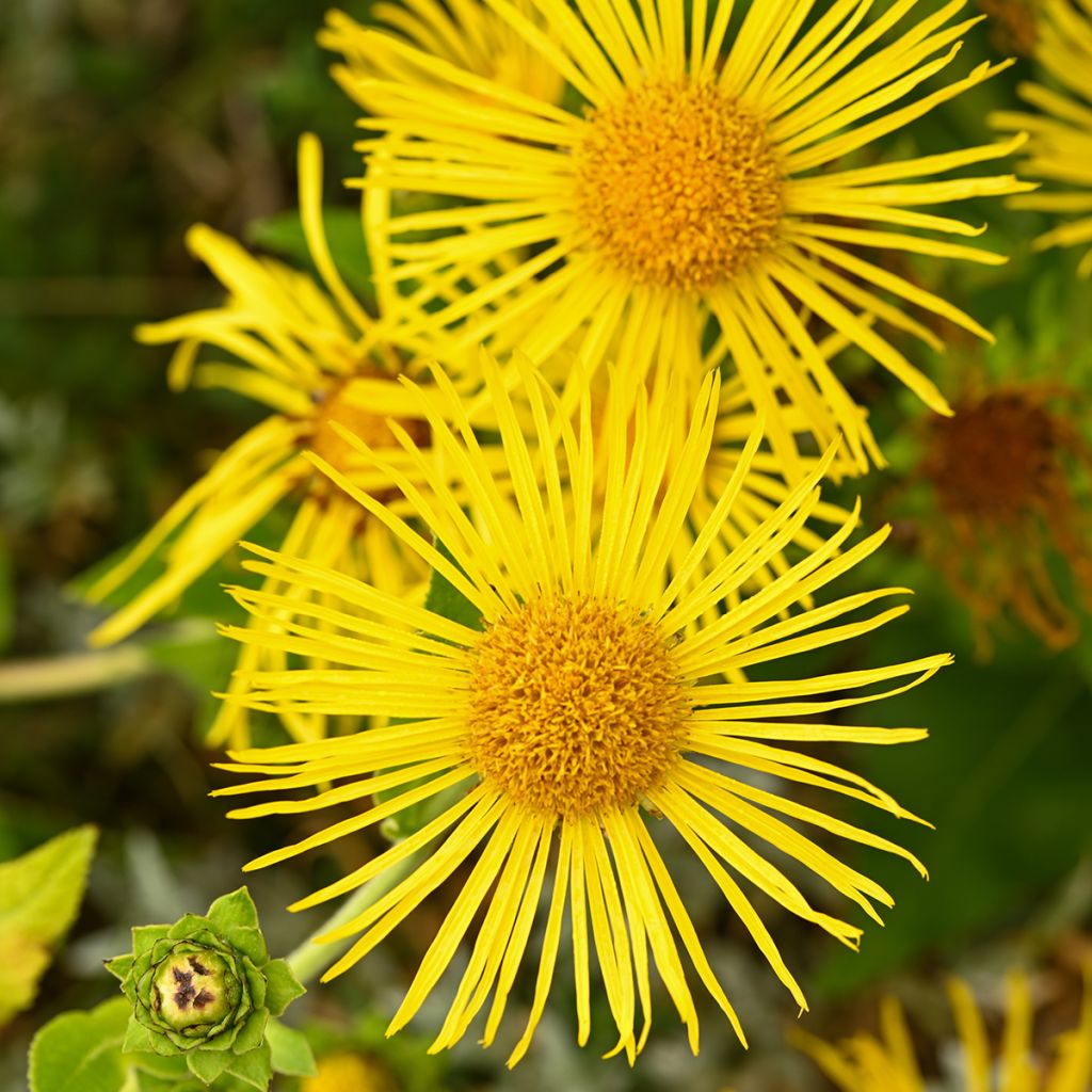 Inula helenium - Echter Alant