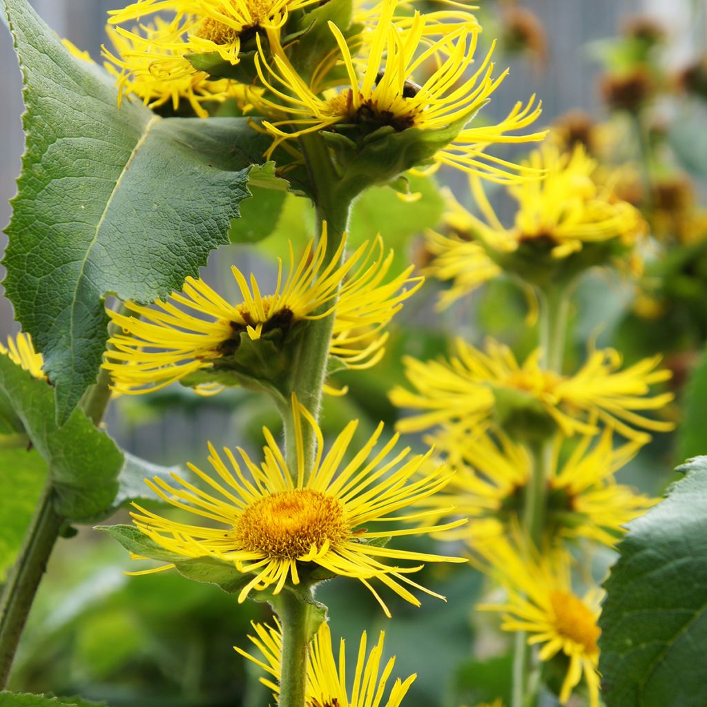 Inula helenium - Echter Alant