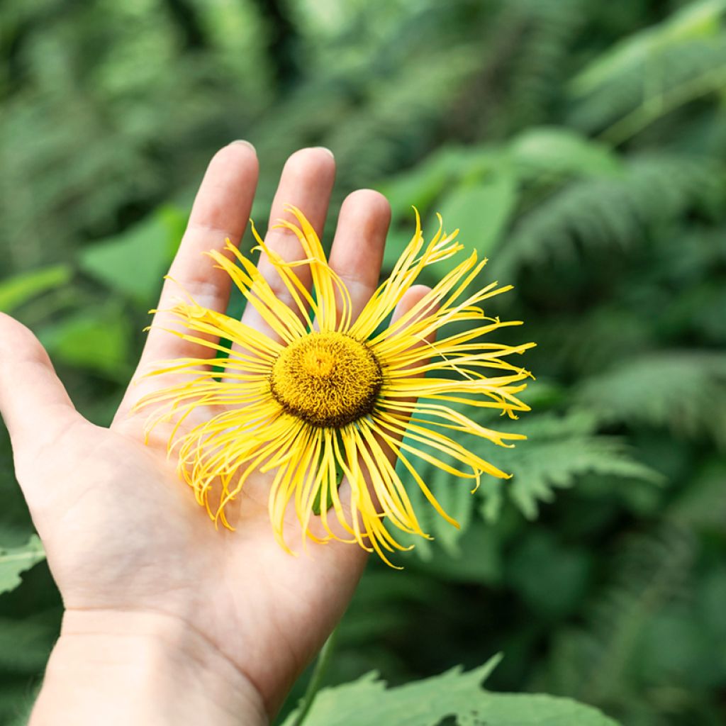 Inula helenium - Echter Alant