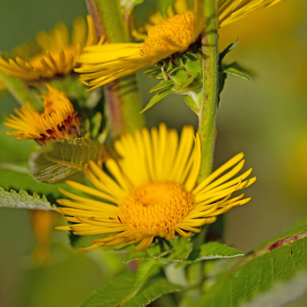 Inula helenium - Echter Alant