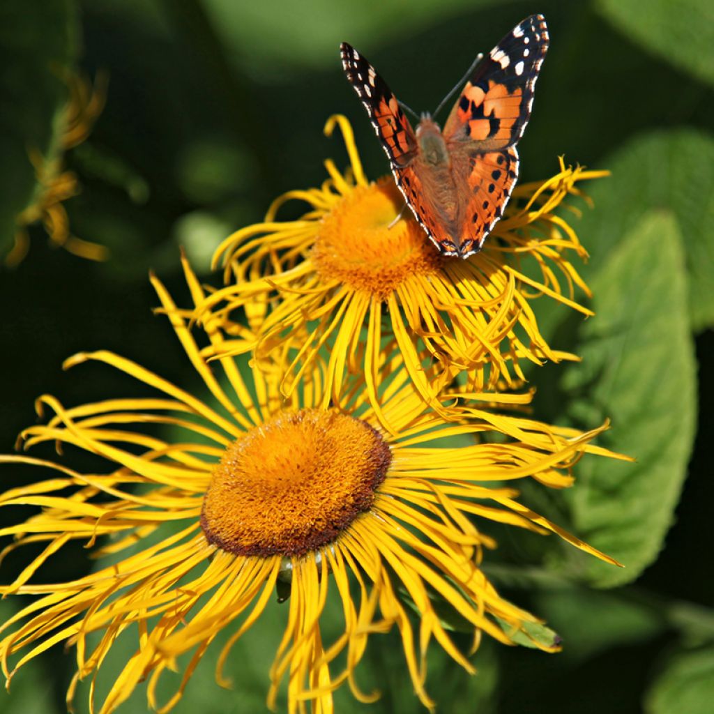 Inula helenium - Echter Alant