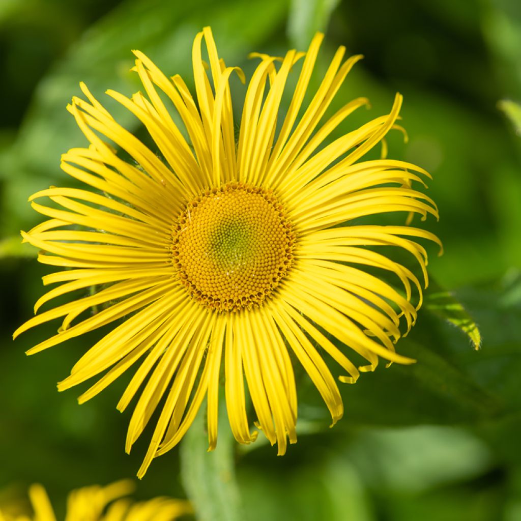 Inula helenium - Echter Alant