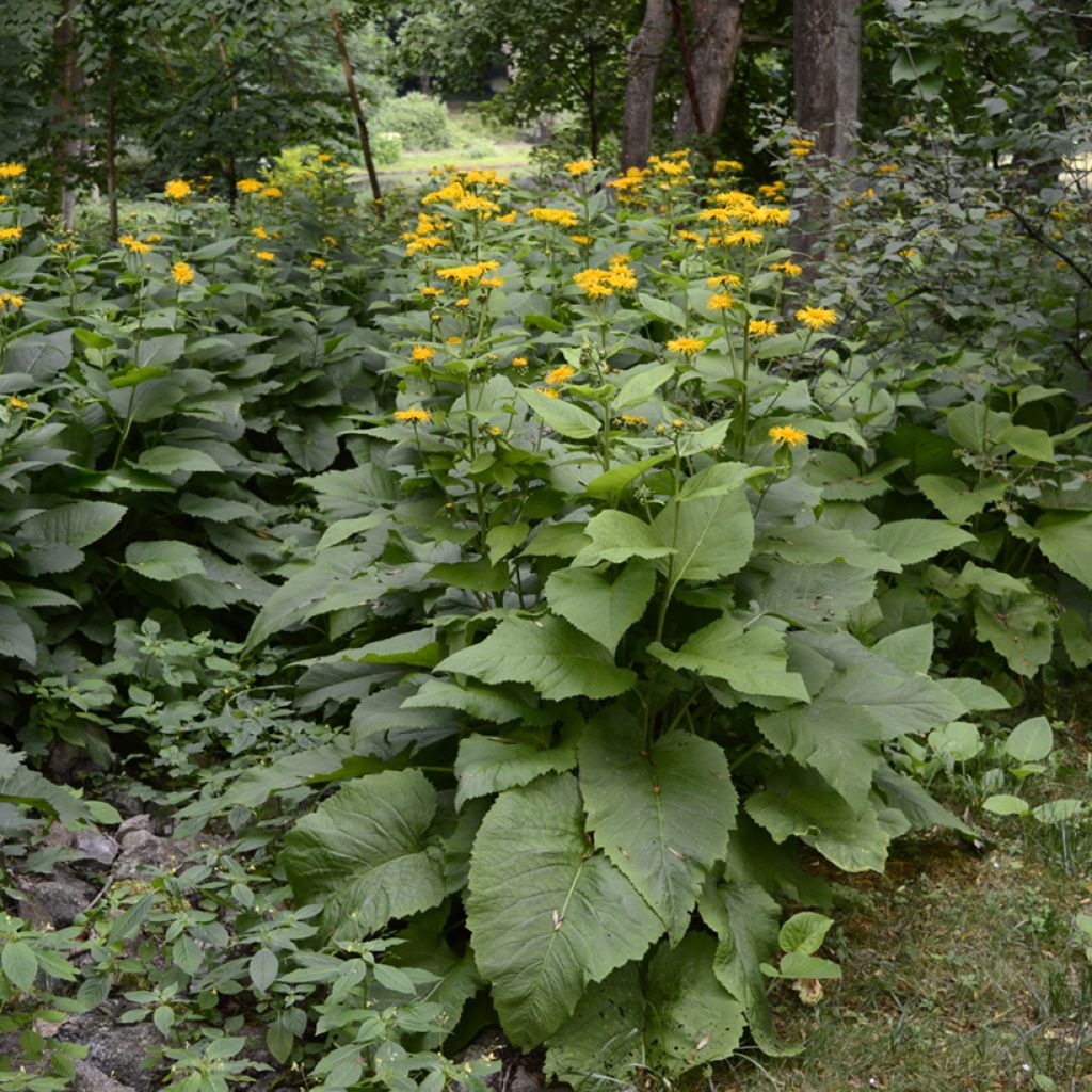 Inula helenium - Echter Alant