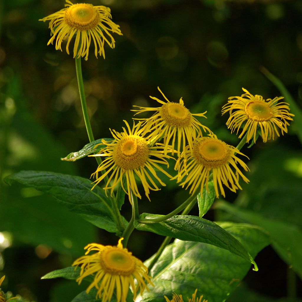 Inula magnifica - Hoher Alant