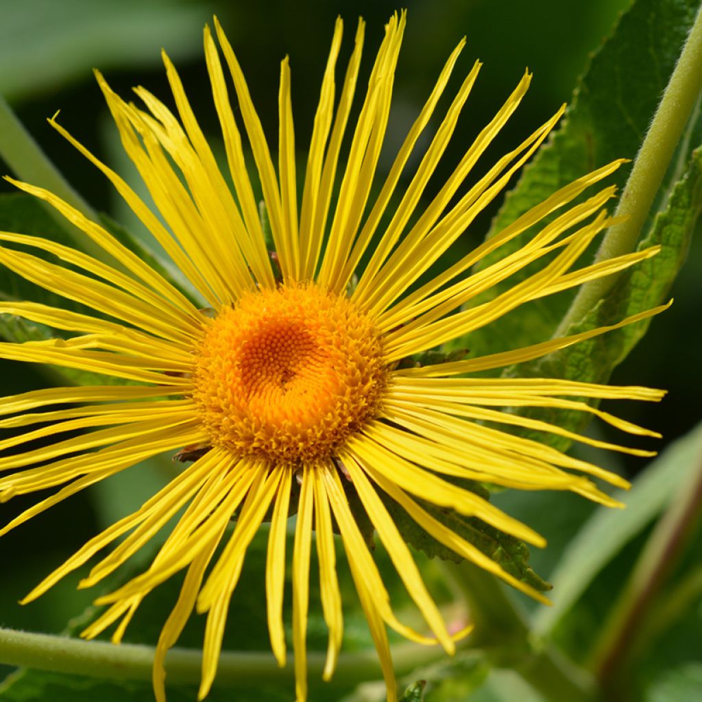 Inula magnifica - Hoher Alant