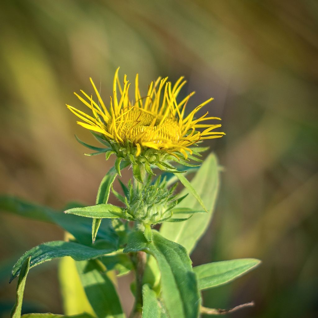 Inula magnifica - Hoher Alant