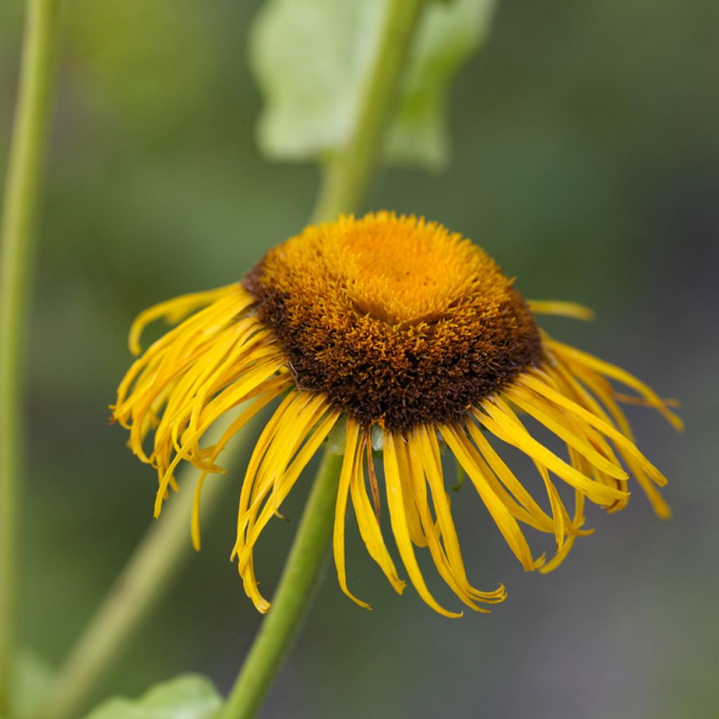 Inula magnifica - Hoher Alant