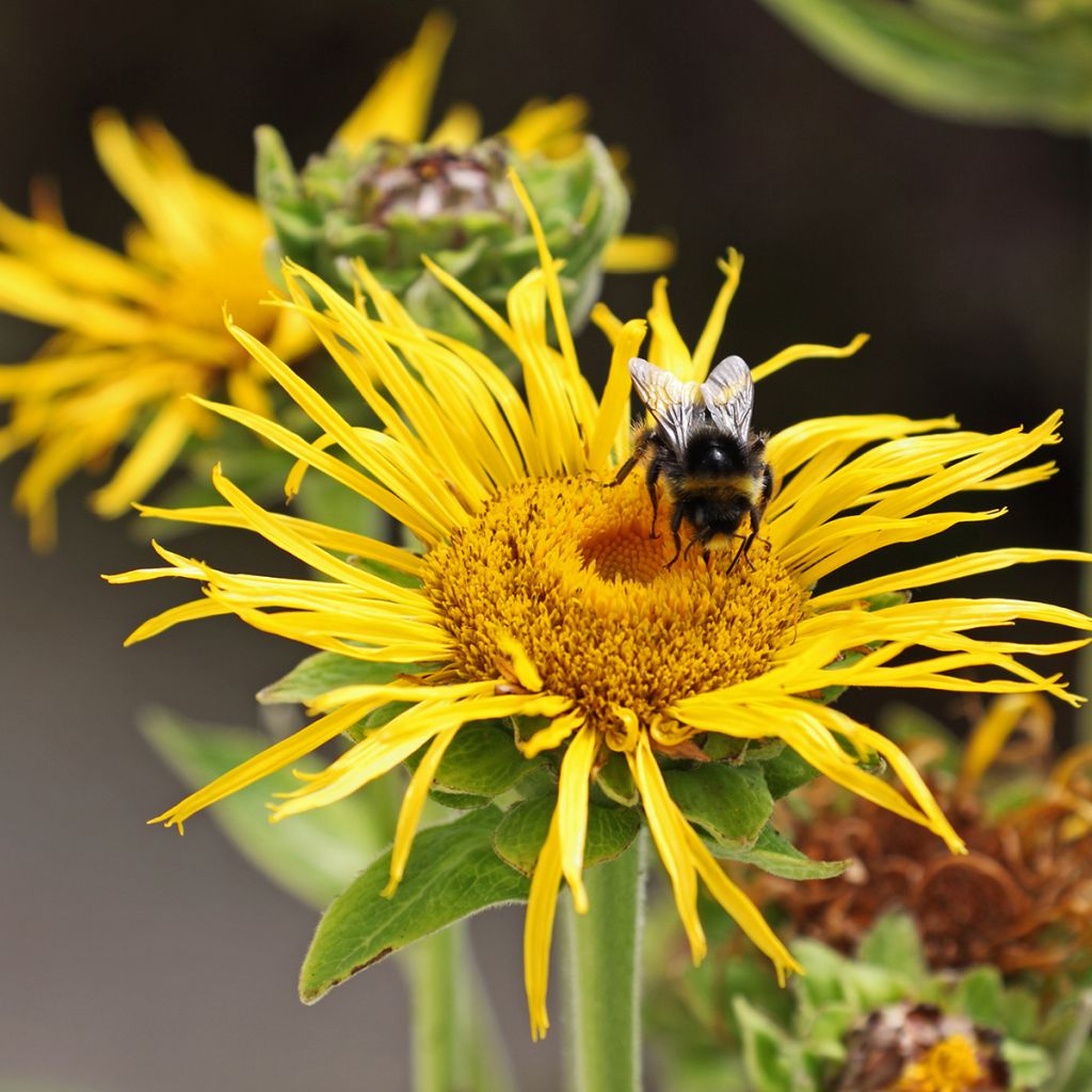 Inula magnifica - Hoher Alant