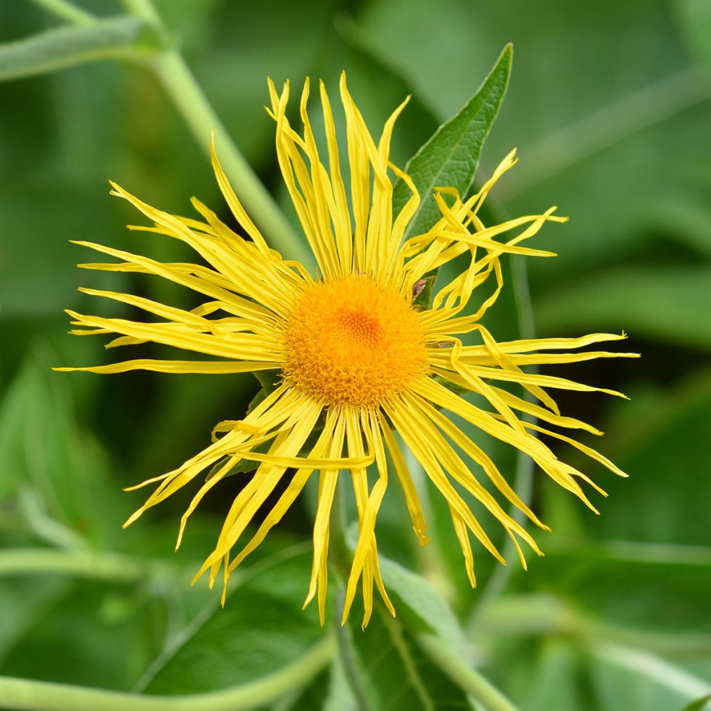 Inula magnifica - Hoher Alant