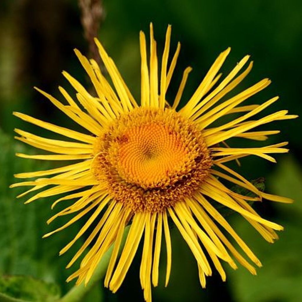 Inula orientalis - Orientalischer Alant