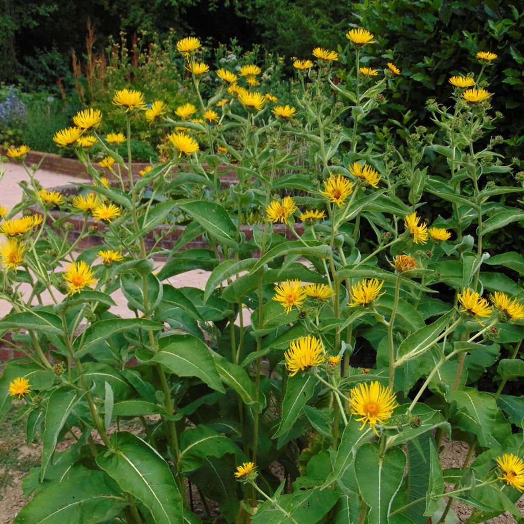 Inula orientalis - Aunée orientale