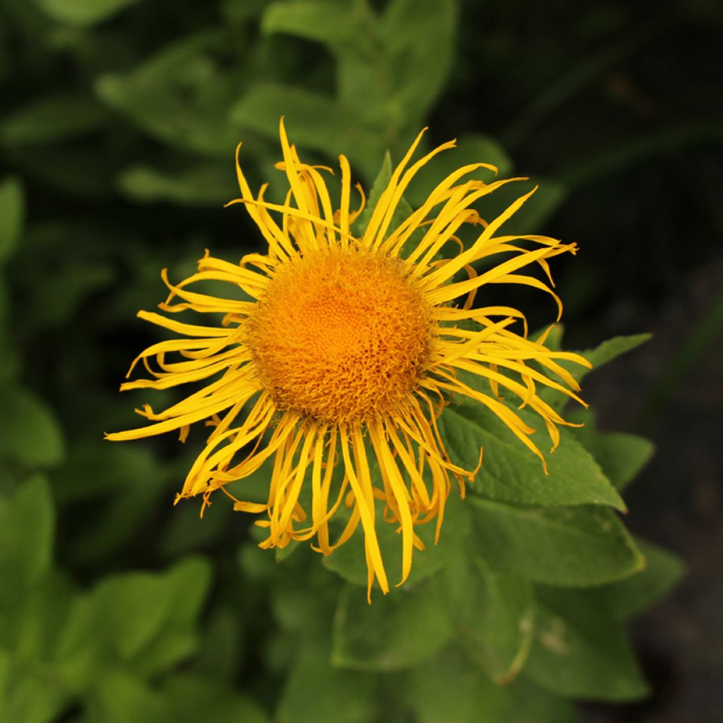 Inula orientalis - Orientalischer Alant