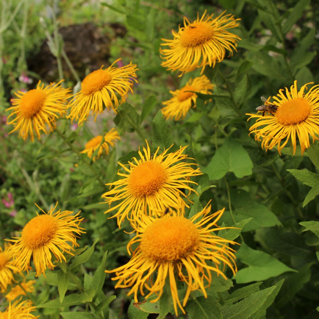 Inula orientalis - Orientalischer Alant