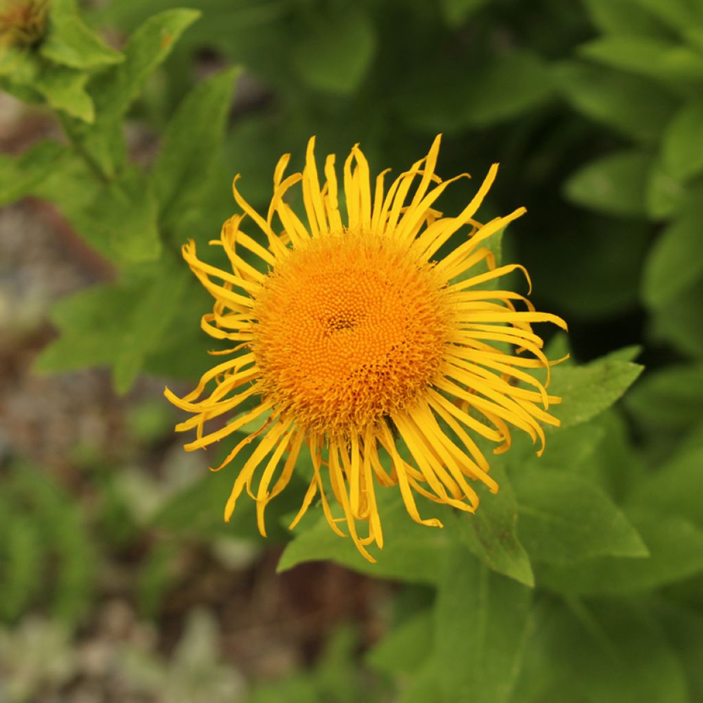 Inula orientalis - Orientalischer Alant