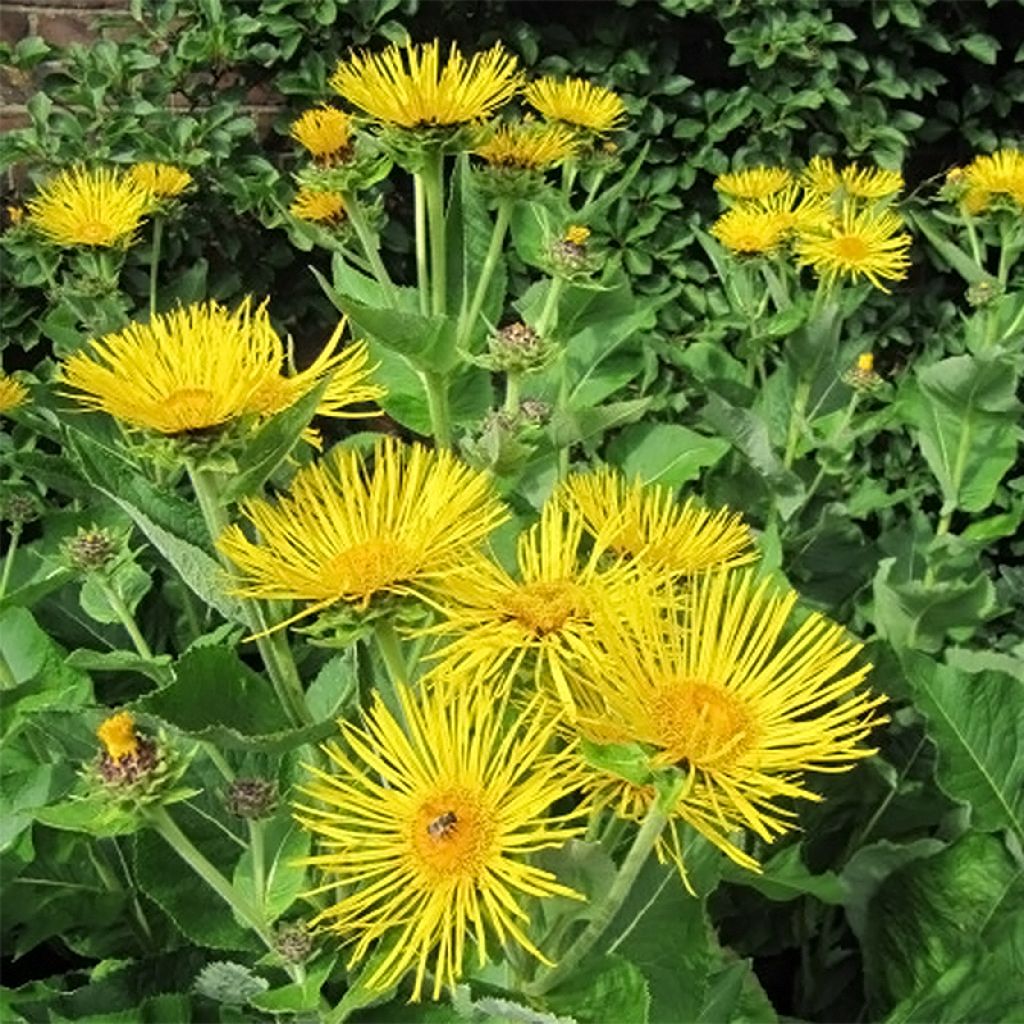 Inula racemosa Sonnenspeer - Aunée 