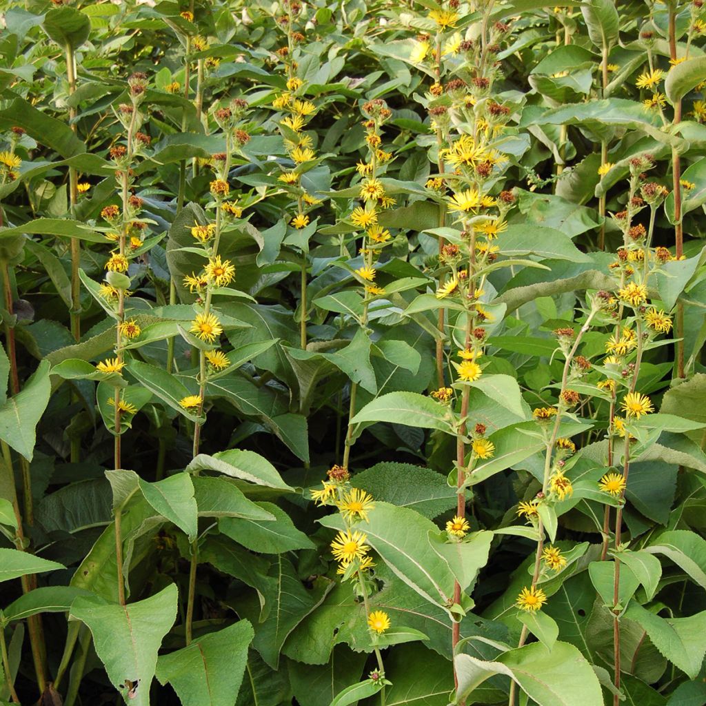 Inula racemosa Sonnenspeer - Traubiger Alant