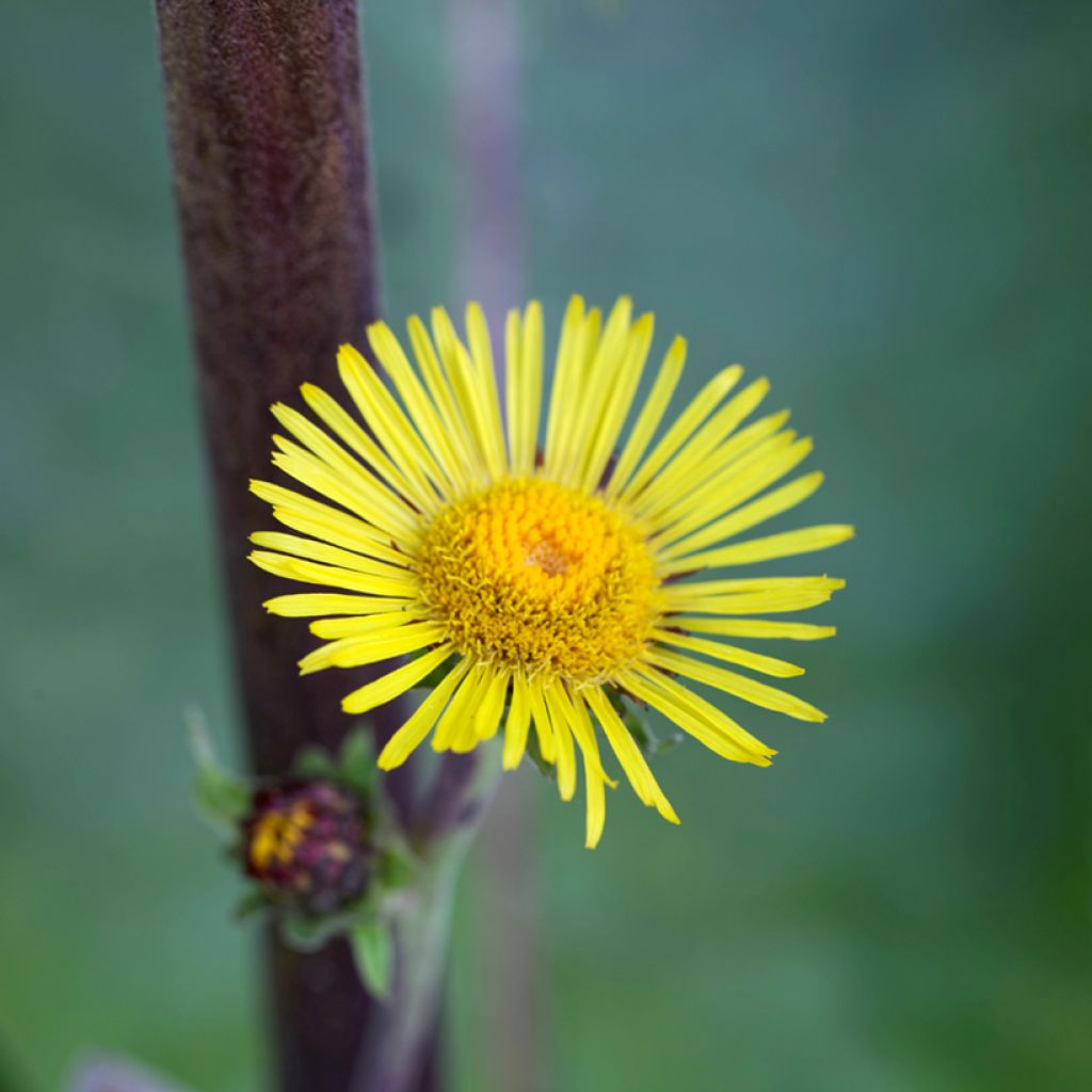 Inula racemosa Sonnenspeer - Traubiger Alant