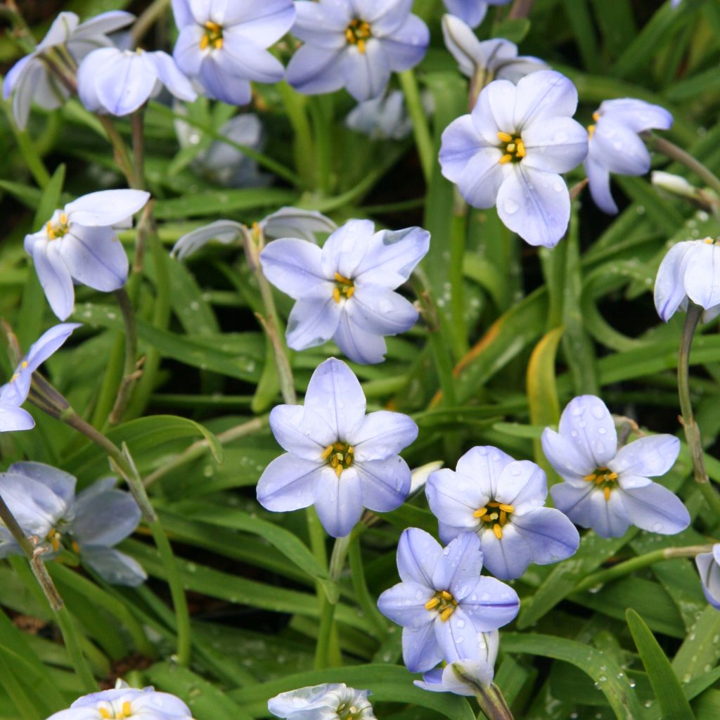 Ipheion uniflorum Rolf Fiedler - Frühlingsstern