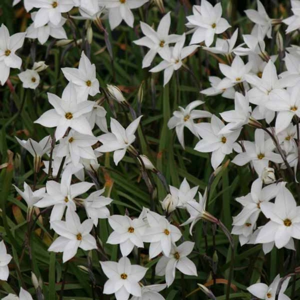 Ipheion uniflorum White Star