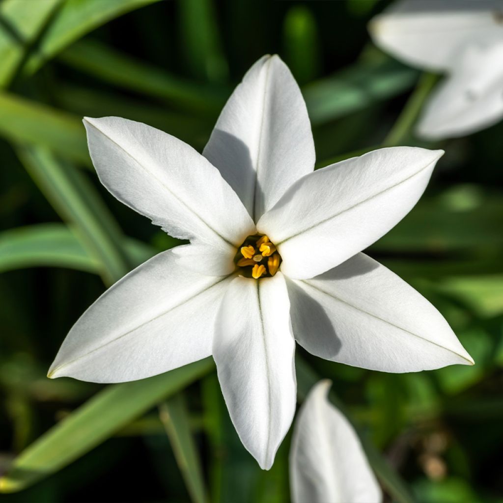 Ipheion uniflorum Alberto Castillo - Etoile de printemps