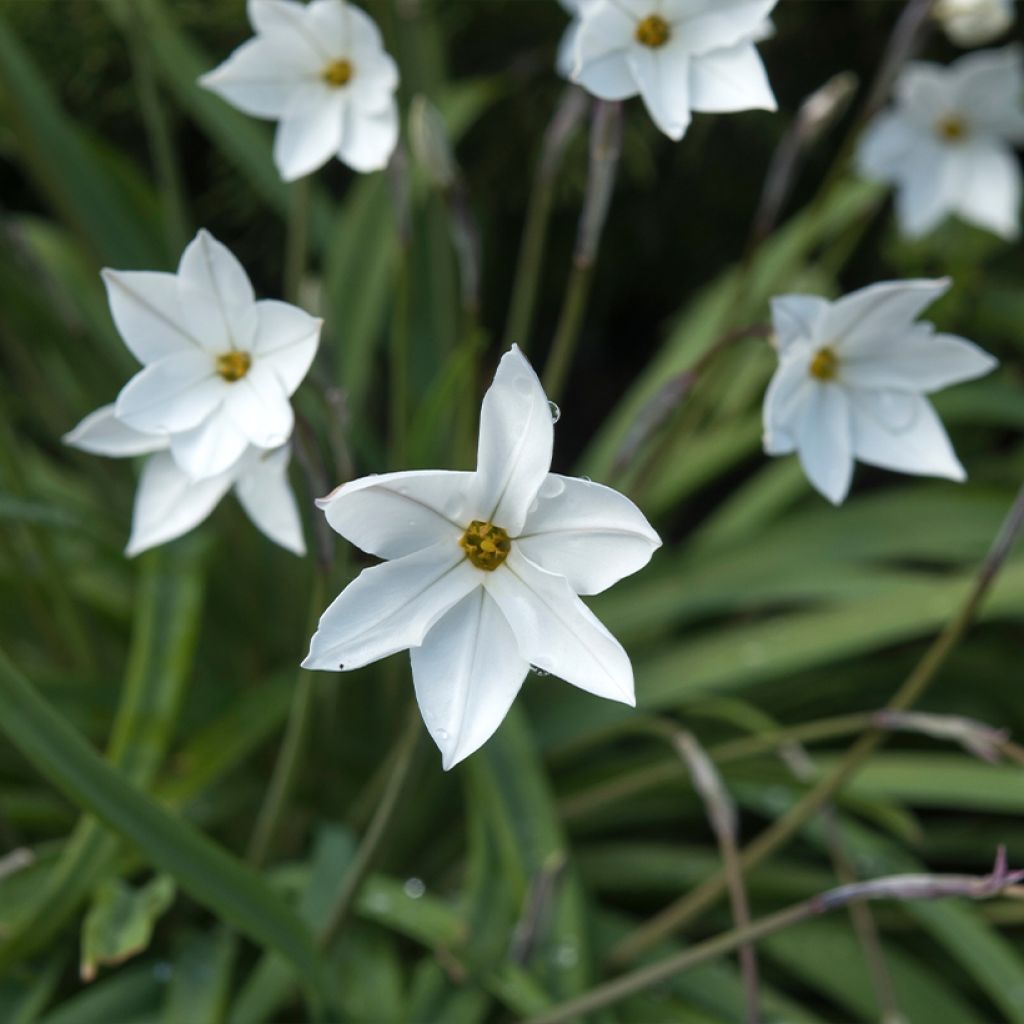 Ipheion uniflorum Alberto Castillo - Etoile de printemps