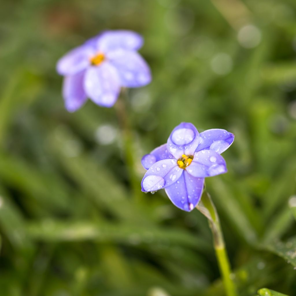 Ipheion uniflorum Jessie