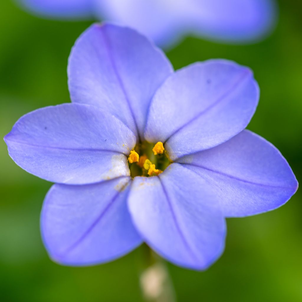 Ipheion uniflorum Jessie