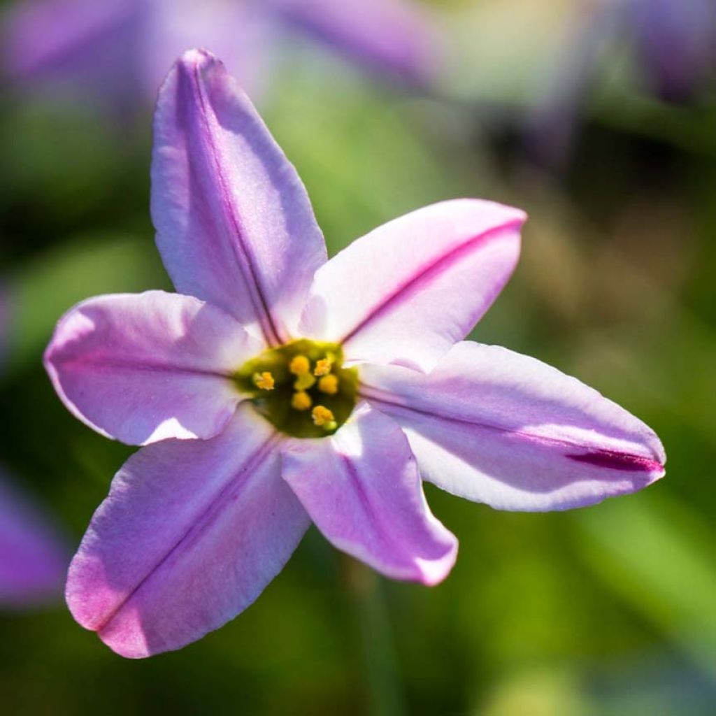 Ipheion uniflorum Tessa - Frühlingsstern