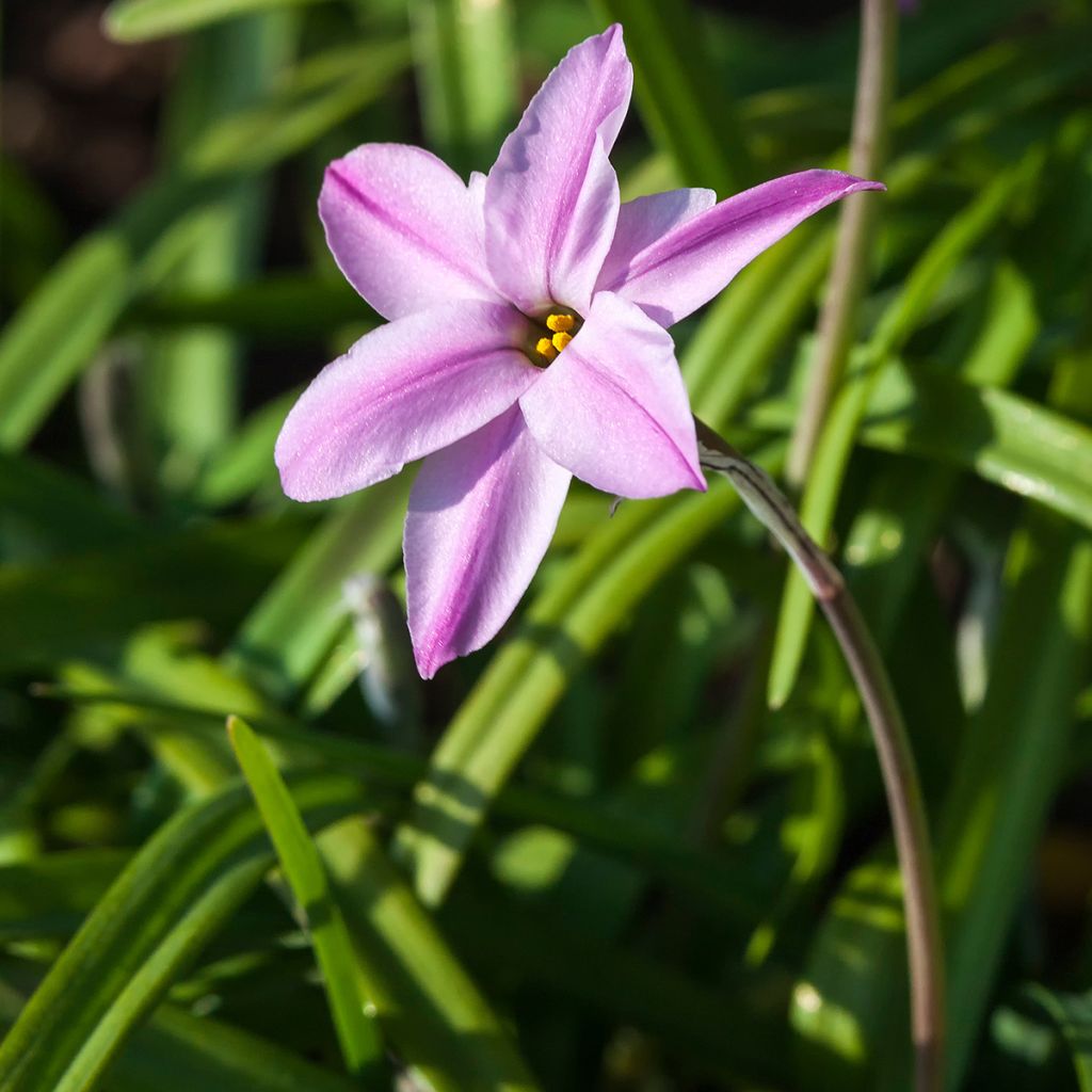 Ipheion uniflorum Tessa - Etoile de printemps