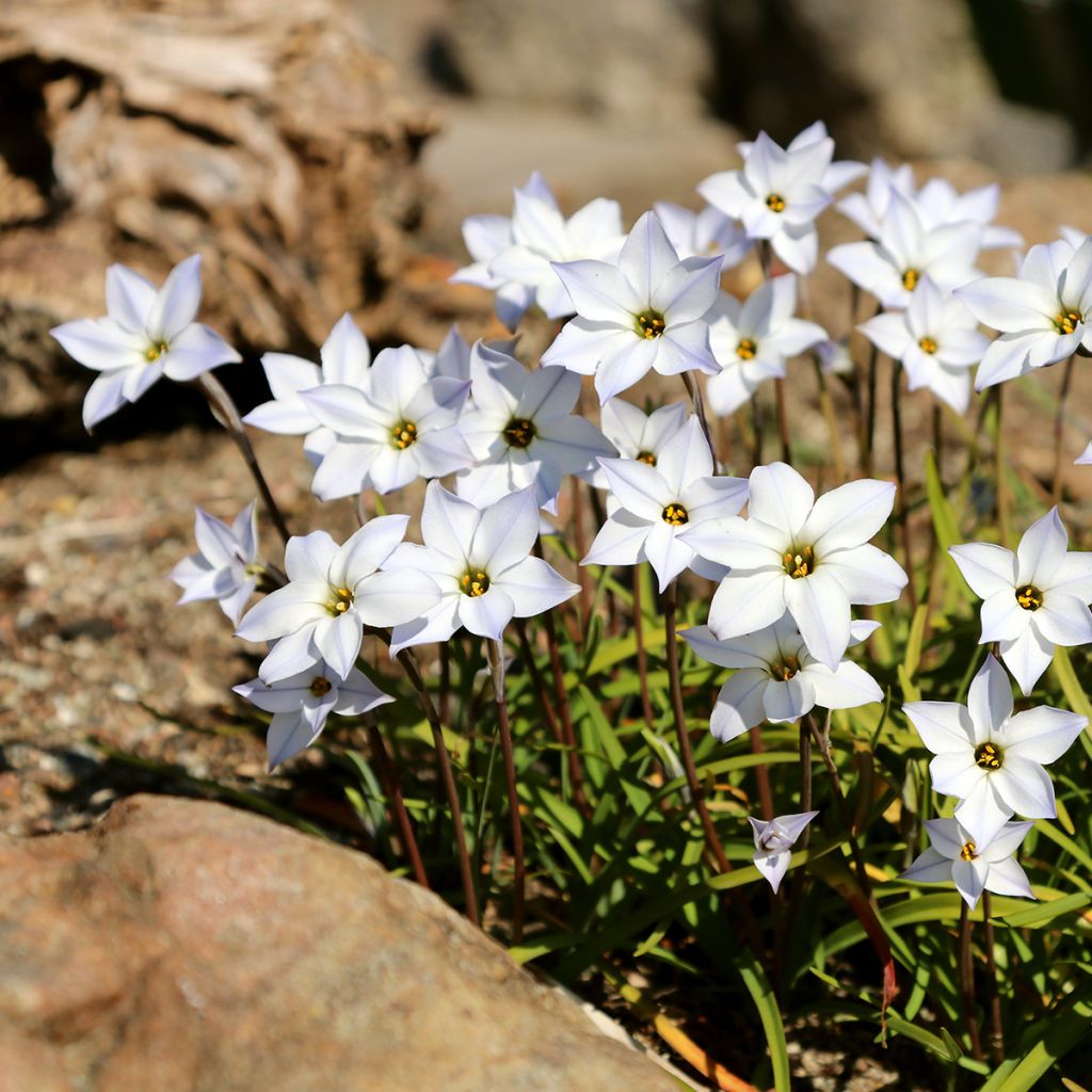 Ipheion uniflorum White Star - Frühlingsstern