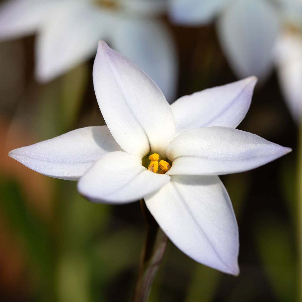 Ipheion uniflorum White Star