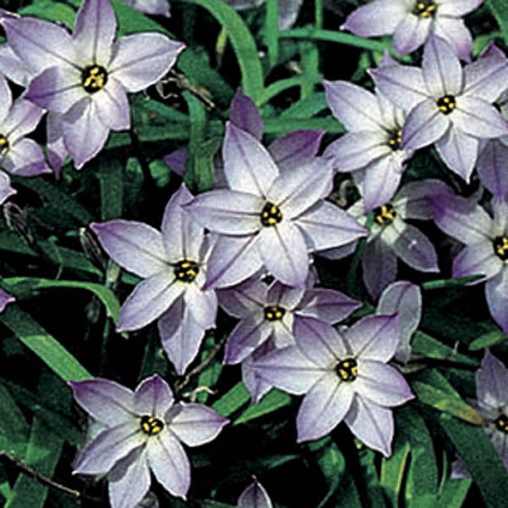 Ipheion uniflorum Wisley Blue - Frühlingsstern