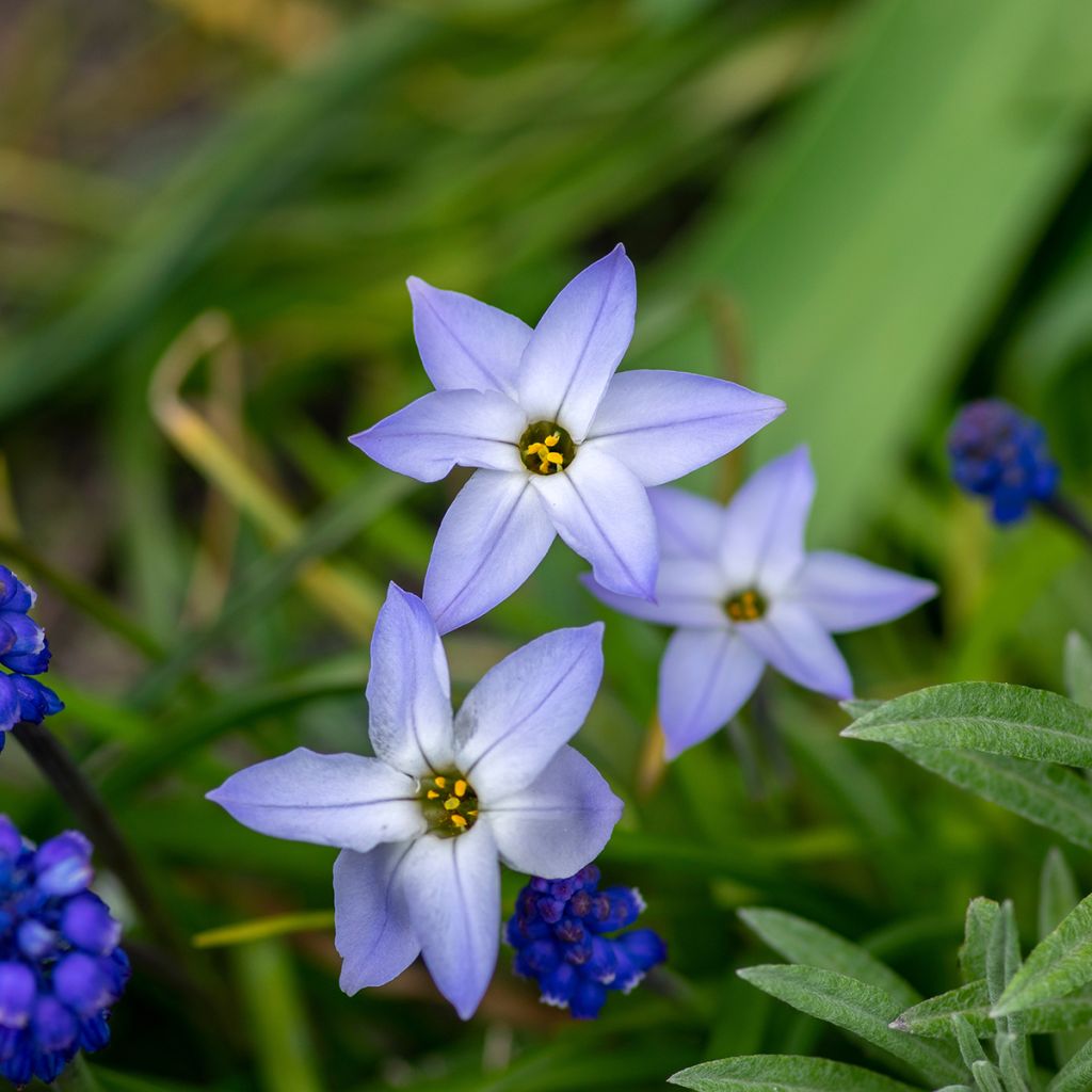 Ipheion uniflorum Wisley Blue - Frühlingsstern