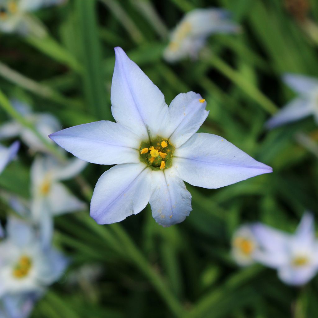 Ipheion uniflorum Wisley Blue