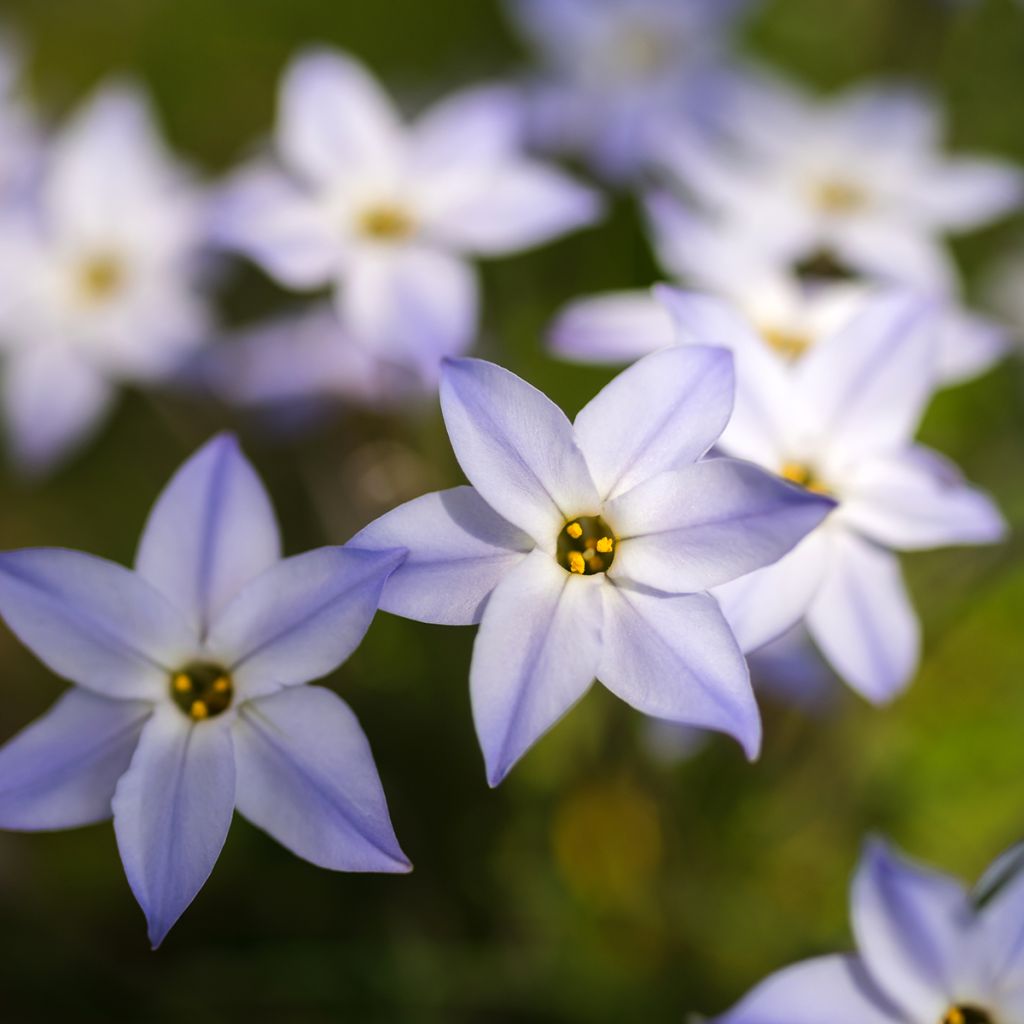 Ipheion uniflorum - Frühlingsstern