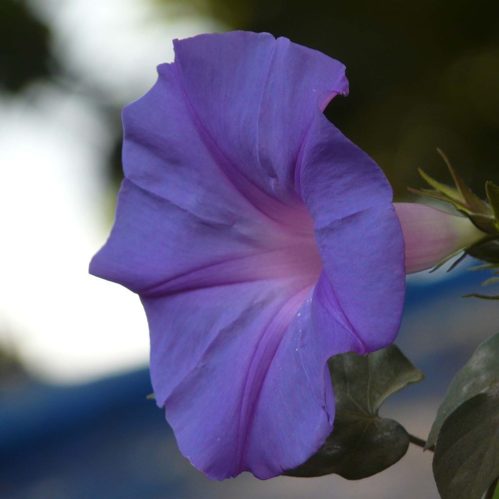 Ipomoea learii - Prunkwinde