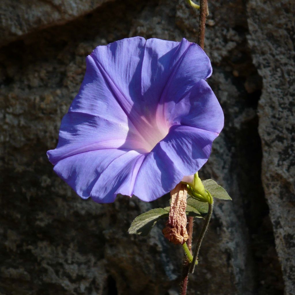 Ipomoea learii - Ipomée d'Inde