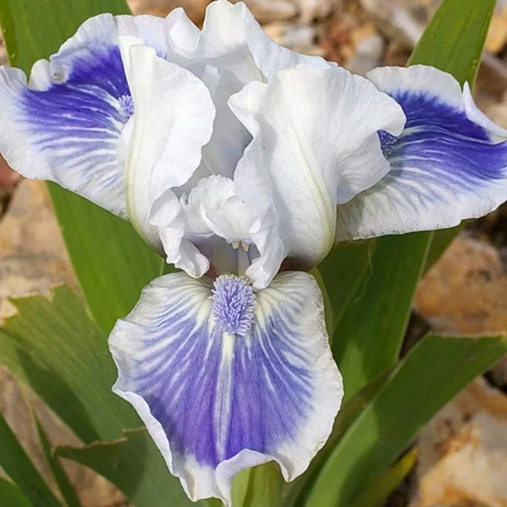 Iris Big Blue Eyes - Schwertlilie