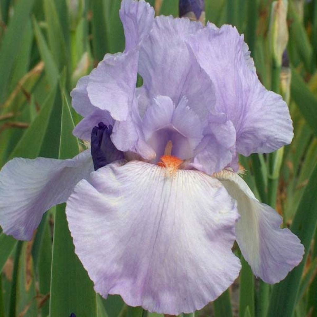 Iris Late Lilac - Schwertlilie