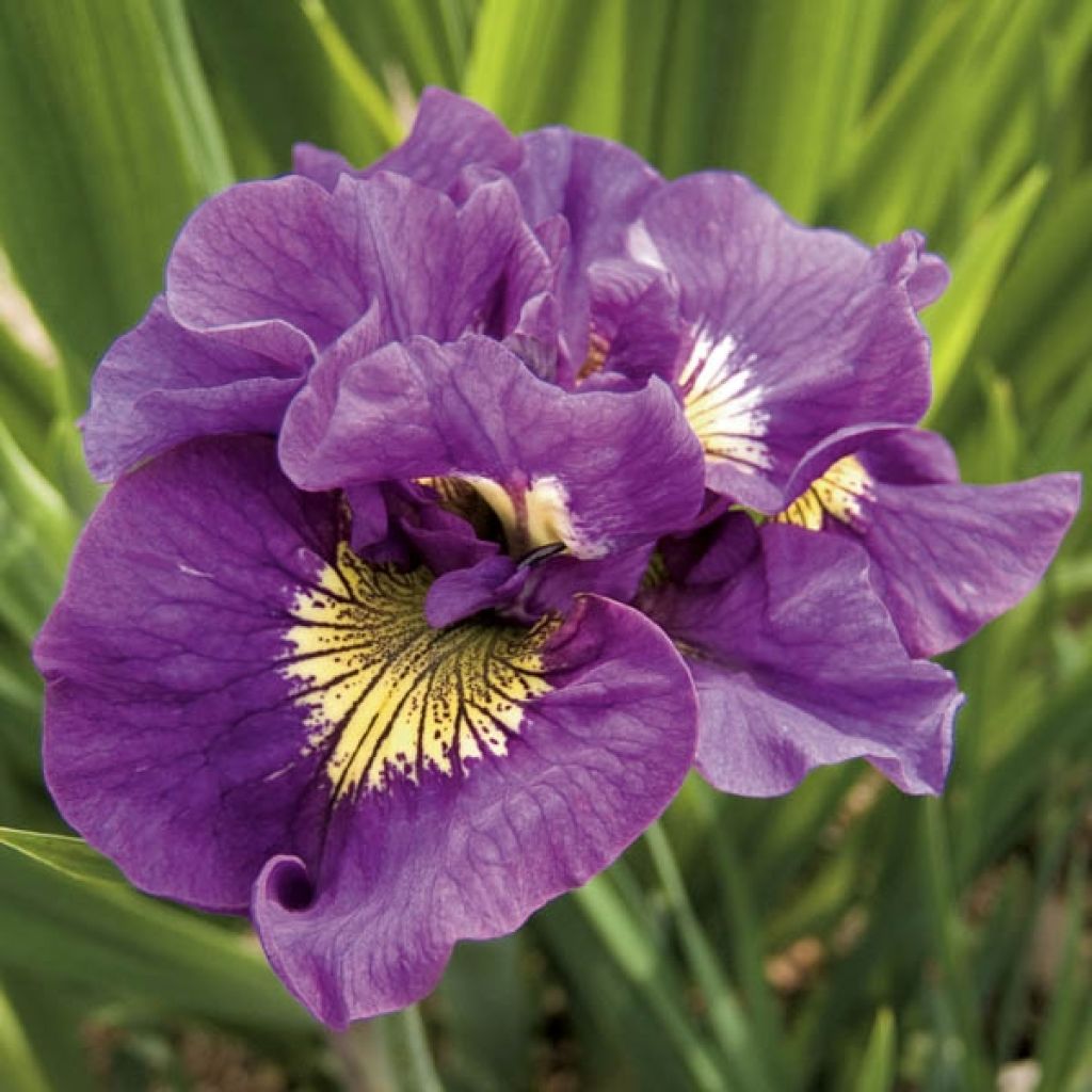 Iris sibirica Double Standard - Sibirische Schwertlilie