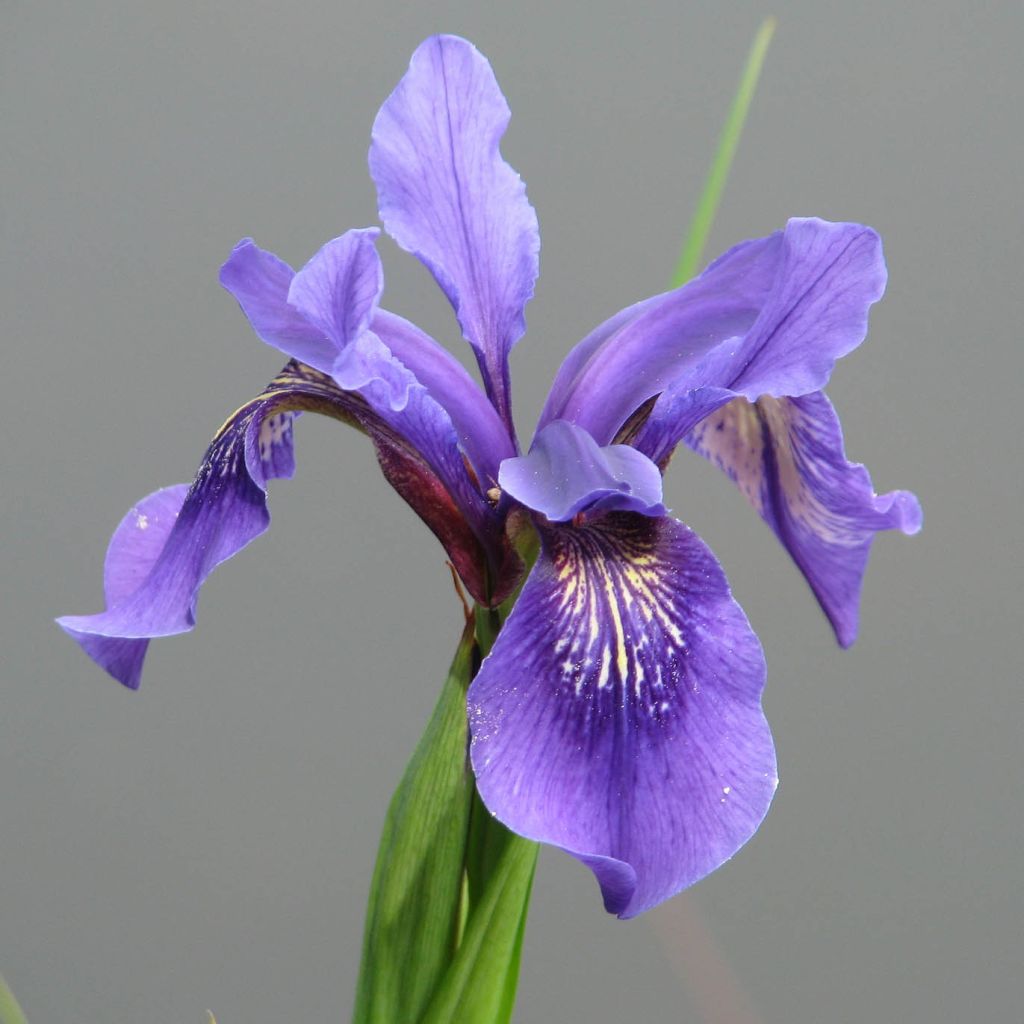 Iris bulleyana - Bulley-Schwertlilie