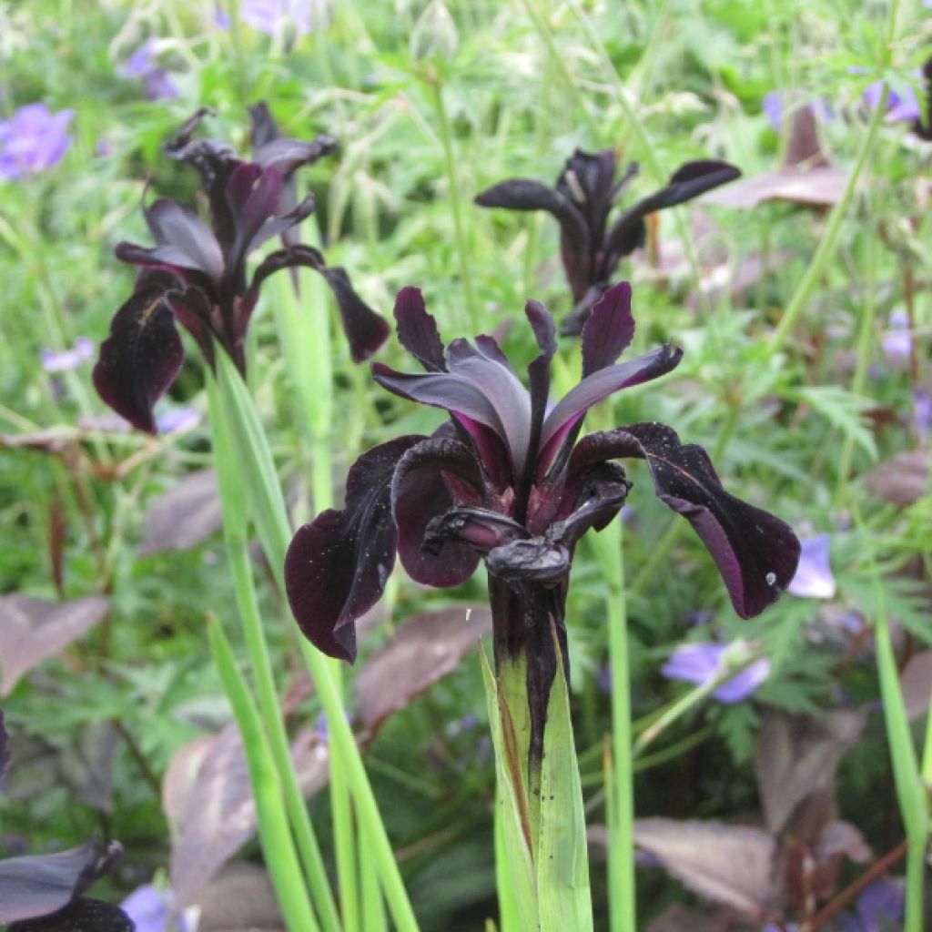 Iris chrysographes Black Knight - Goldstreifen-Schwertlilie