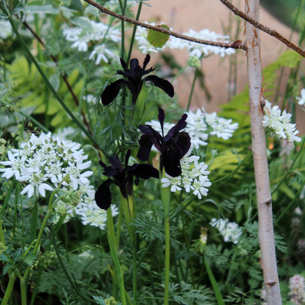 Iris chrysographes Black Knight - Goldstreifen-Schwertlilie