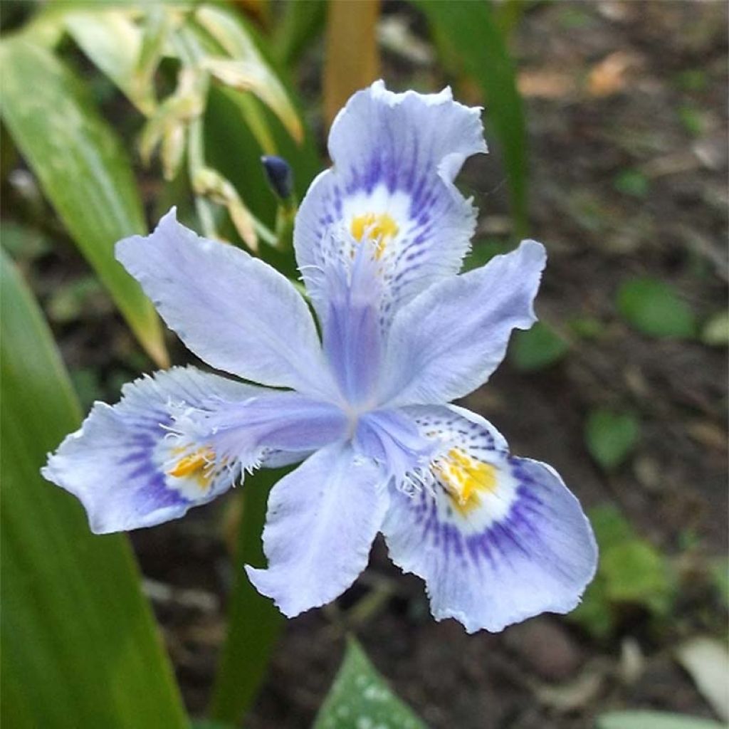 Iris confusa Martyn Rix - Bambusiris