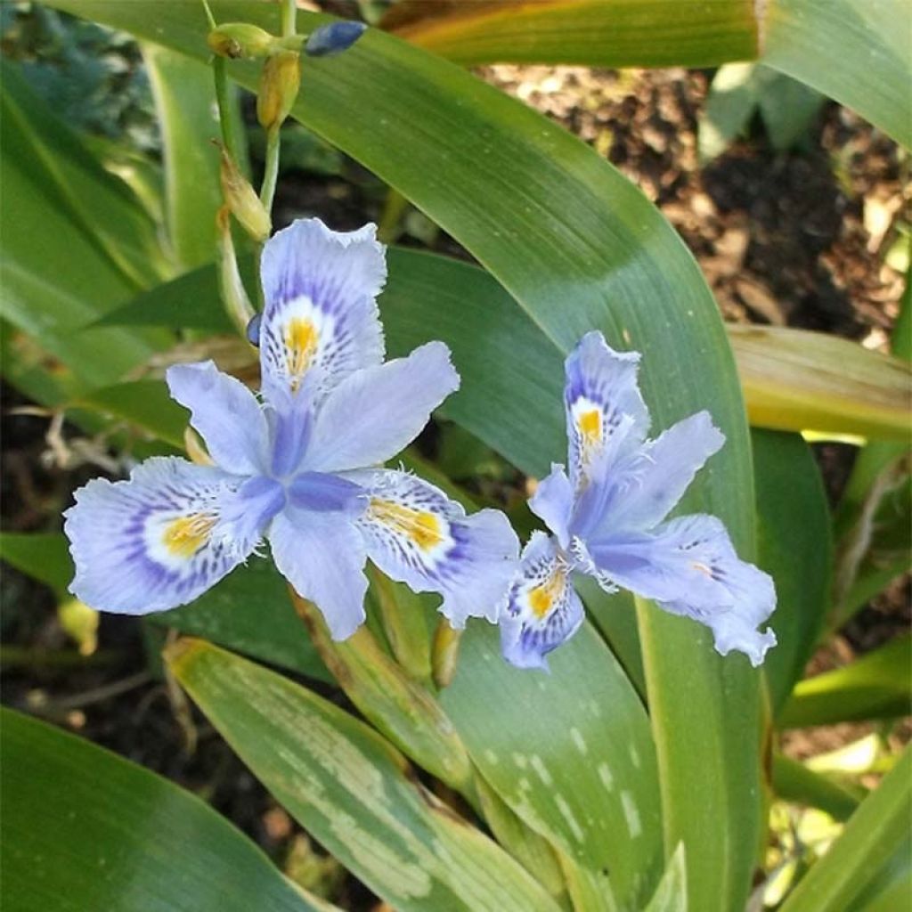 Iris confusa Martyn Rix - Bambusiris