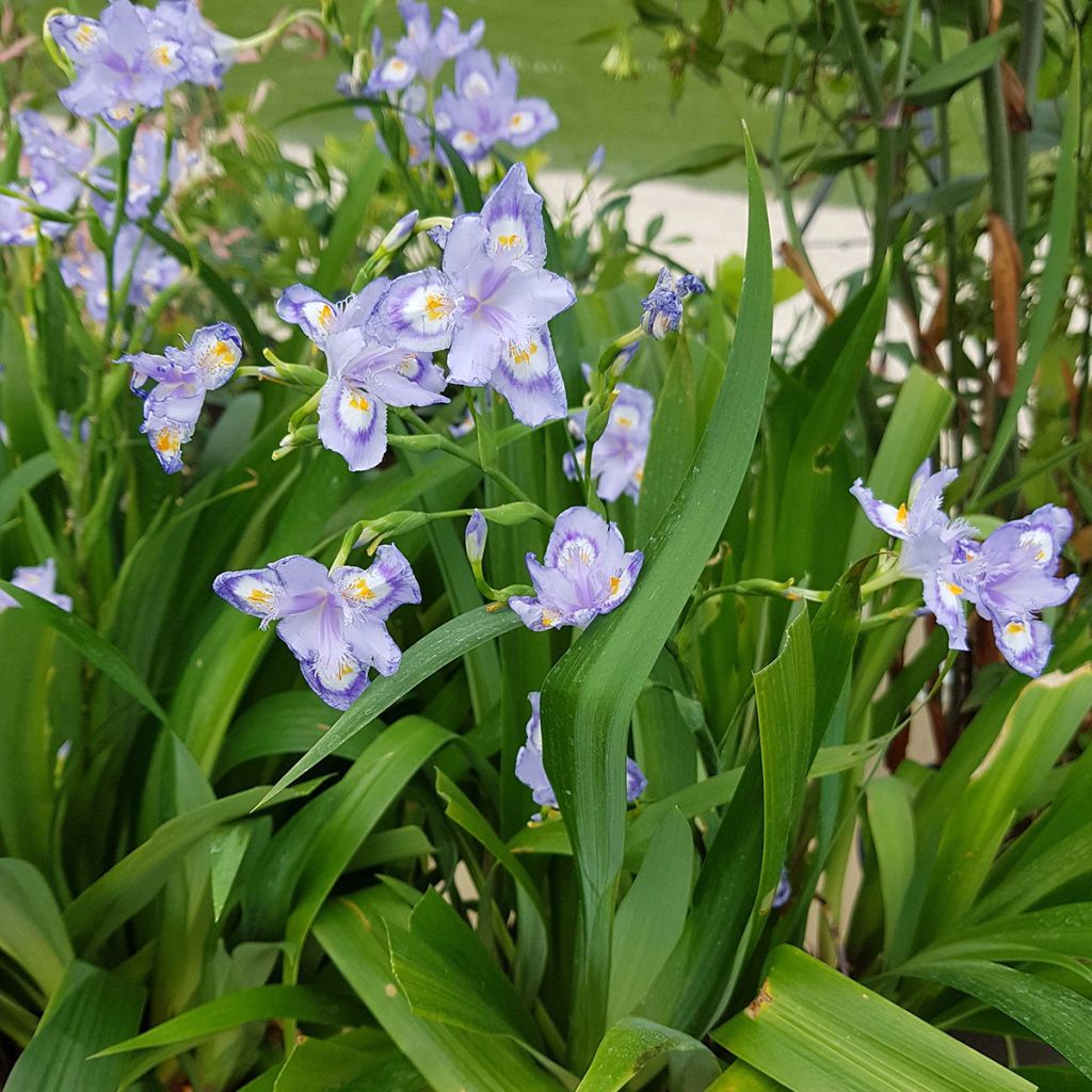 Iris confusa Martyn Rix - Bambusiris