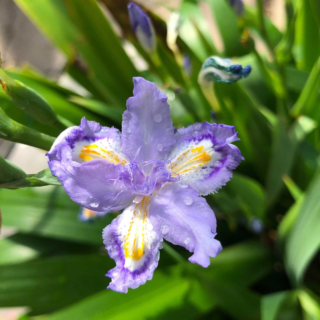 Iris confusa Martyn Rix - Bambusiris