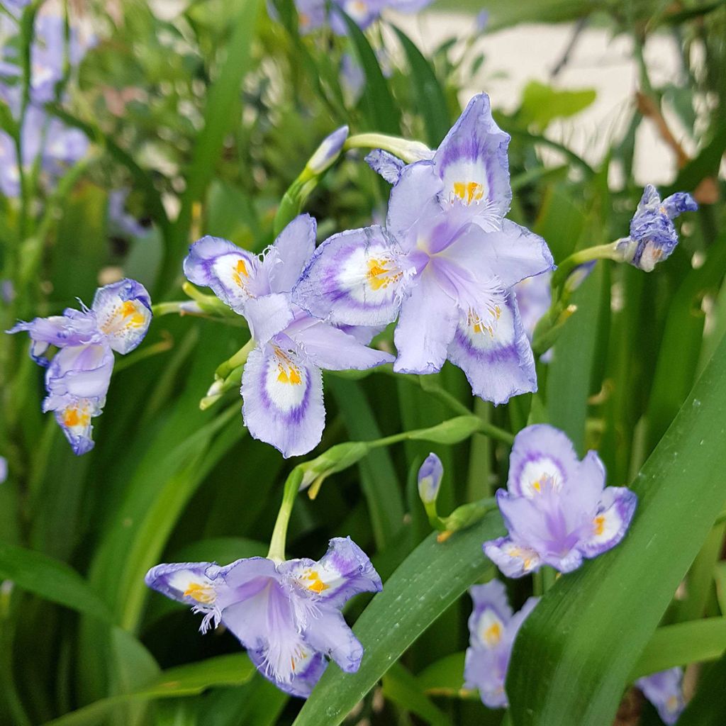 Iris confusa Martyn Rix - Bambusiris