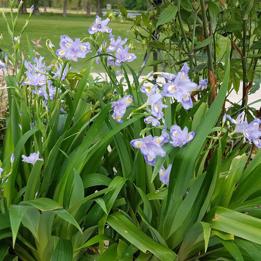 Iris confusa Martyn Rix - Bambusiris