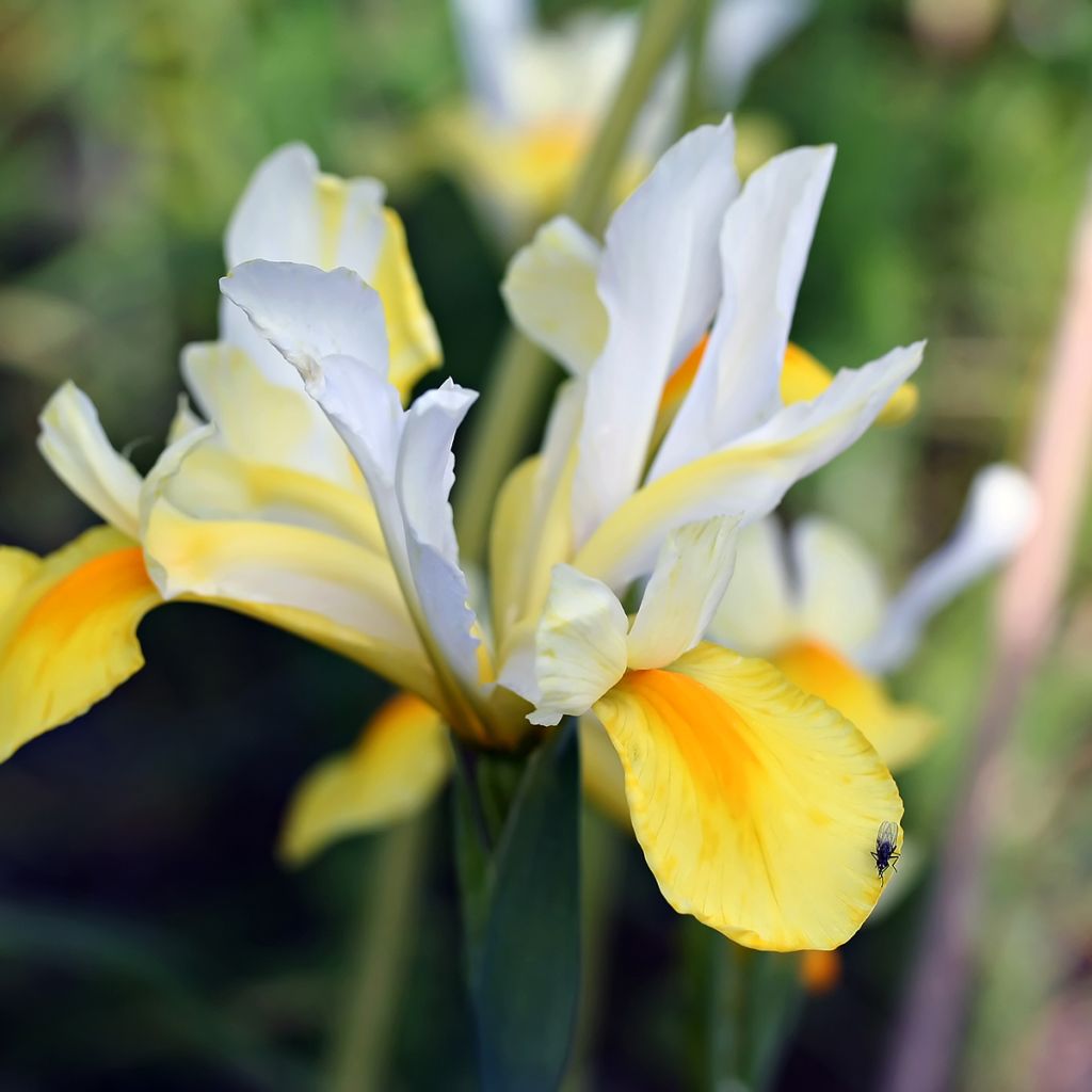 Iris de Hollande Apollo